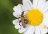 Oedemera flavipes